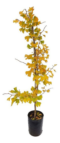 Arbol Ginkgo Biloba Excelente - Viverohabilitado X Senasa