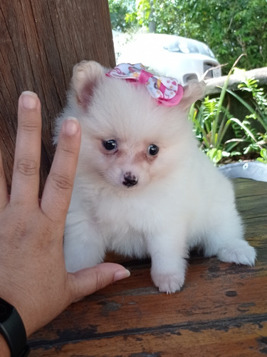 Filhote De Lulu Fêmea Com Pedigree AtestadoVeterinário