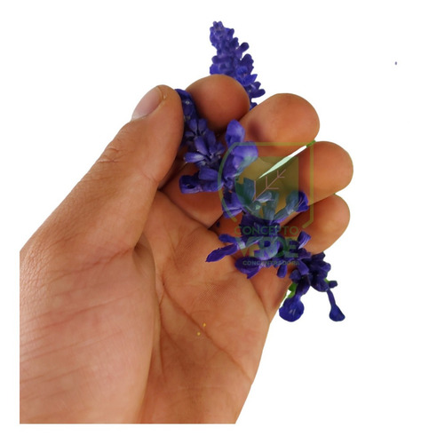 Imagen 8 de 8 de Salvia Azul