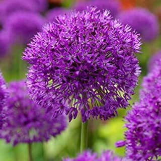 Utopiaseeds 3 Allium Purple Sensation Bombillas   Flores En 