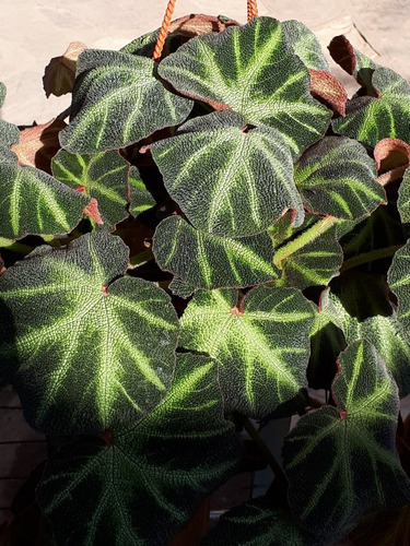 Begonia Brasilera Colgante. (piel De Sapo)