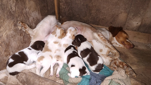 Cachorros Breton Spaniel