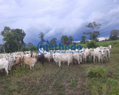 Fazenda - Fa00006 - 68495881