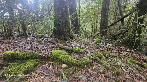 Terreno De 5 Hectáreas En Punucapa, Valdivia