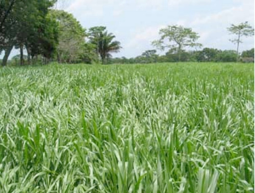 Imagen 13 de 20 de Hato En Edo. Guárico De Ganado Cebú En Venta
