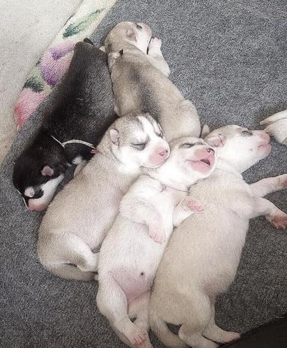 Cachorros Husky Siberiano Seleccionados A1 Paga En 12 Meses