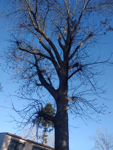 Podas De Árboles