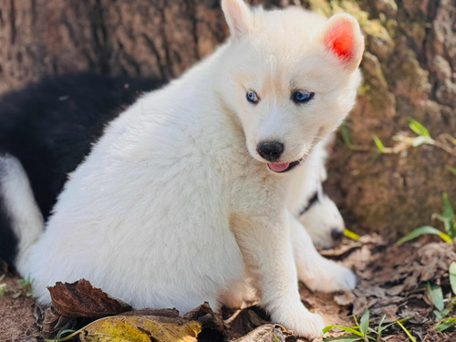 Vendo Filhotes De Husky Siberiano