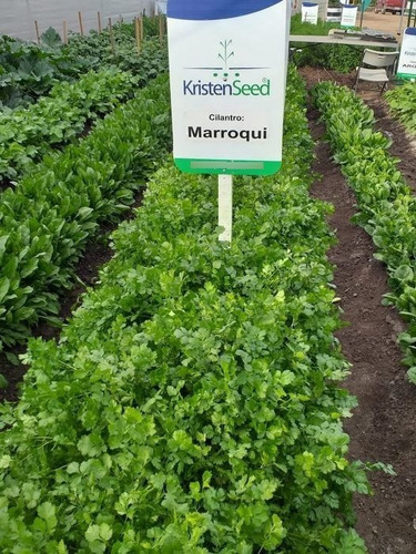 Semilla De Cilantro Marroquí Entero Saco 10 Kg