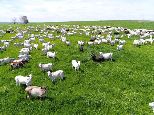 Imagem 1 de 30 de Fazenda À Venda Em Echaporã/sp - Fa00113 - 68992877