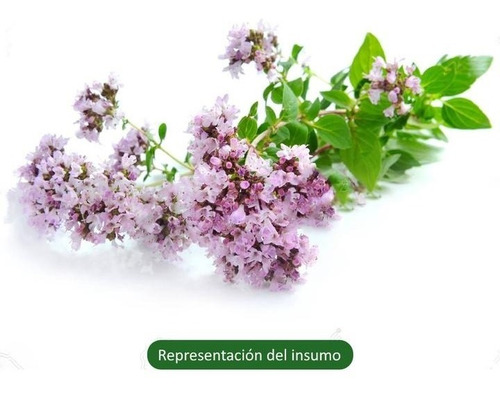 Imagen 3 de 3 de Aceite Esencial De Orégano Ingerible 15ml