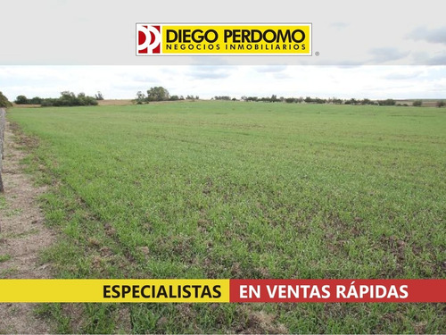 Campo De 550 Há En Venta, Rincón Del Pino