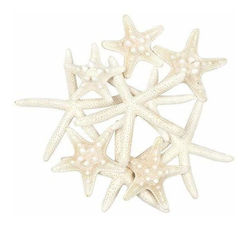 Imagen 1 de 2 de Jangostor - 10 Estrellas De Mar De 2 A 6 Pulgadas Mixtas De