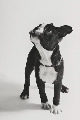 Perros Boston Terrier Con Registro Cachorros Puppy Pet Can