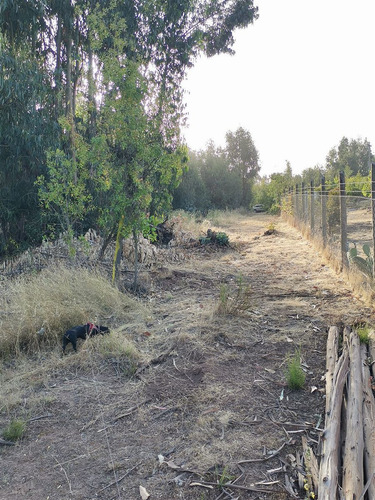 Parcela En Venta En Bosque De Mantagua Concon