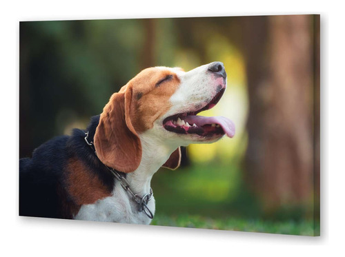 Cuadro 60x90cm Perros 10 Beagle Riendo Imagen Graciosa