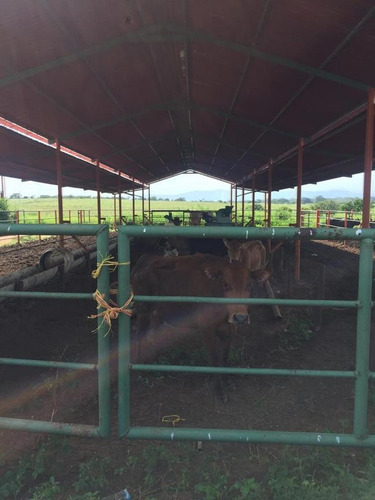 Imagen 2 de 14 de Finca En Venta Areo - Municipio Cedeño