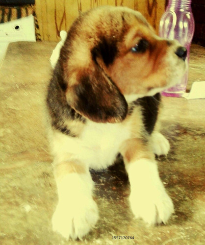 Beagle Cachorros