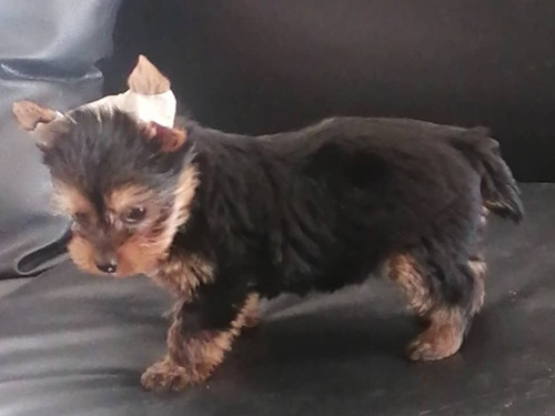 Yorkshire Terrier Tea Cup Maracaibo-zulia
