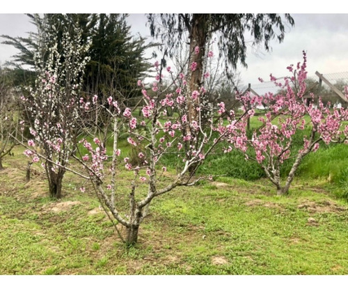 Venta De Parcela Con Casa En Codigua Melipilla $110.000.000
