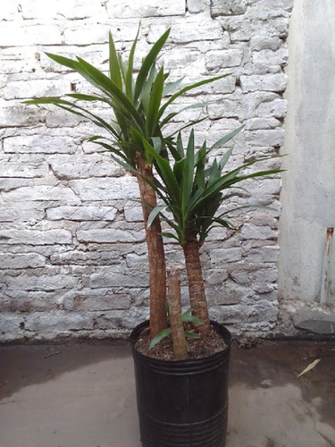Plantas Yuca O Pie De Elefante 100cm Ahorrar O Donar