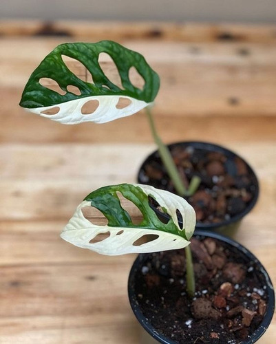 10 Sementes Monstera Adansonii Variegata Rara