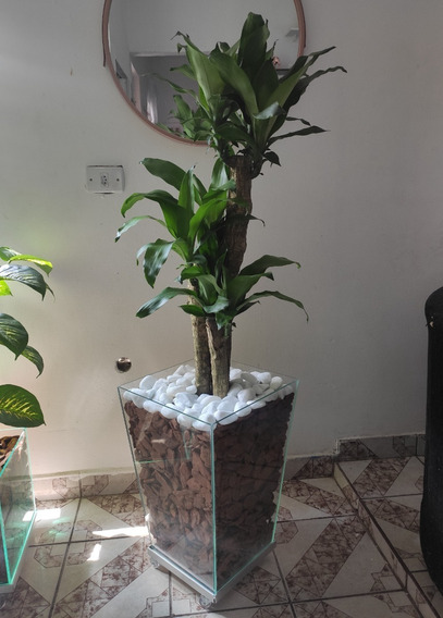 Planta Dracena Pau D'água No Vaso De Vidro Com Rodinhas | Parcelamento sem  juros