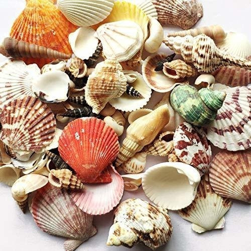 Wankko Juego De 80 Conchas De Mar Mezcladas Para Playa Conch