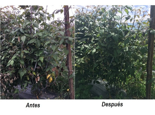 Imagen 4 de 5 de Biofertilizante A Base De Trichoderma. Mejora Tus Cultivos