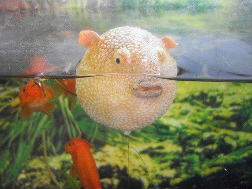 Pez Globo De Silicona Con Ventosa Para Acuario