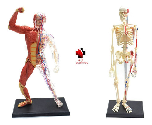 Anatomia Do Esqueleto + Esqueleto E Músculos - Kit 4d Master