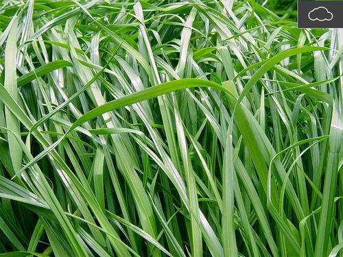 Semilla Forrajes Pastos Ryegrass Bestfor Ori Clima Frío 4 Lb