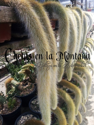 Cactus Cola De Mono 40cm - Hildewintera Flor Mamey N
