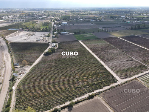 Cubo Vende 12 Hectareas De Viñedo En Rodeo De La Cruz Mendoza Argentina