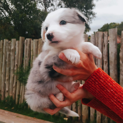 Cachorro Border Collie