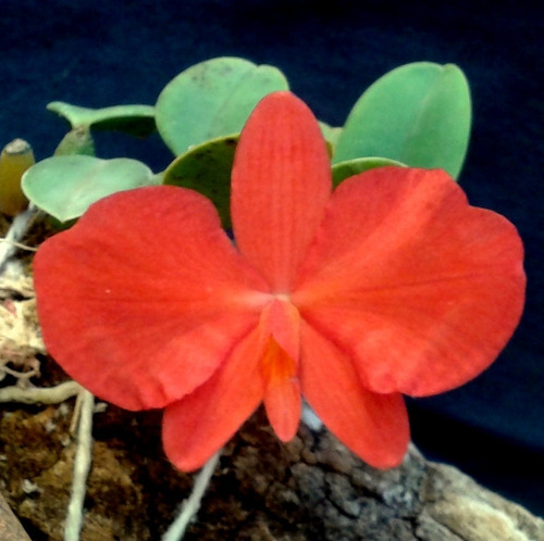 Sophronitis Brevepedunculata Adulta E Enraizada