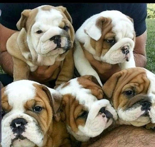 Cachorros Bulldog Ingles Hembras Y Machos 