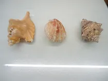 Comprar Conchas Marinhas - Cymatium Mar u002F Voluta Mar u002F Calico Mar
