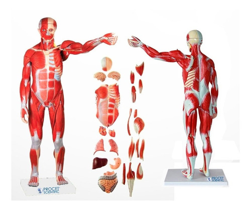Cuerpo Humano Muscular 80cm