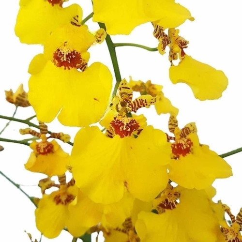 Orquídea Oncidium Aloha Plantas Adultas Naturais Flor Linda