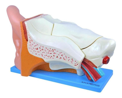 Ouvido Ampliado 3x Em 6 Partes, Anatomia