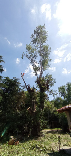 Imagen 4 de 10 de Poda De Arboles, Personal Con Seguro, Poda De Palmeras