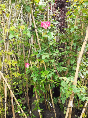 Imagen 5 de 9 de Rosa Trepadora, Rosal Perfumado 15lts