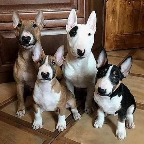 Filhotes De Bull Terrier 