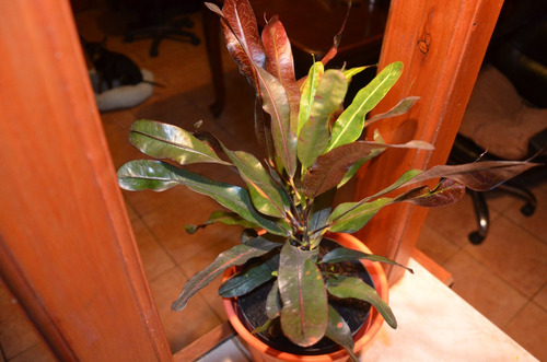 Planta Croton Petra M 17 Para Interiores