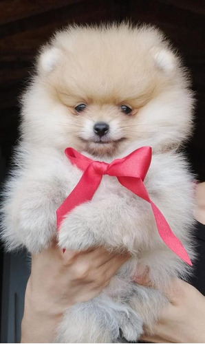 Cachorras Pomerania Cara De Oso Mini Disponible Perros Cali