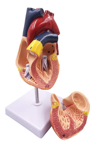 Modelo Anatómico Estructura Corazón Humano