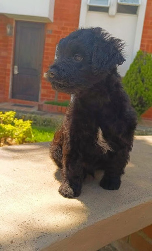 Perros Schnauzer Mezcla Con French