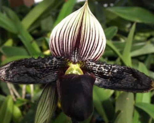 Imagen 6 de 10 de Orquídeas Paphiopedilums O Zapatitos
