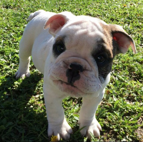 Vendo Bulldog Inglés Inscritos Kennel Club